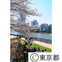 隅田川沿いの桜