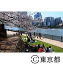 隅田川沿いの桜