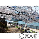 隅田川沿いの桜