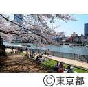 隅田川沿いの桜
