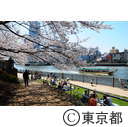 隅田川沿いの桜