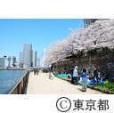 隅田川沿いの桜