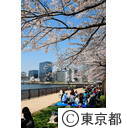 隅田川沿いの桜