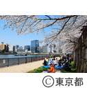 隅田川沿いの桜