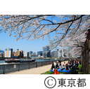 隅田川沿いの桜