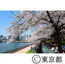 隅田川沿いの桜