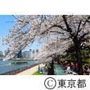 隅田川沿いの桜