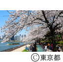 隅田川沿いの桜