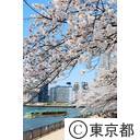 隅田川沿いの桜