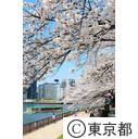 隅田川沿いの桜
