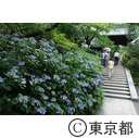 高幡不動のアジサイ