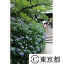 高幡不動のアジサイ
