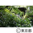 高幡不動のアジサイ
