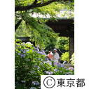 高幡不動のアジサイ