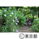 高幡不動のアジサイ