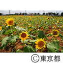 都営村山団地のヒマワリ畑