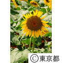 都営村山団地のヒマワリ畑