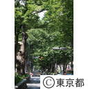 府中ケヤキ並木