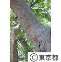 府中ケヤキ並木