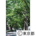 府中ケヤキ並木