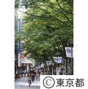 府中ケヤキ並木