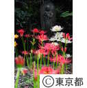 宝蔵院の彼岸花