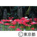 宝蔵院の彼岸花