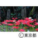 宝蔵院の彼岸花