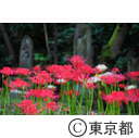 宝蔵院の彼岸花