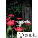 宝蔵院の彼岸花