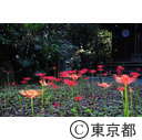 宝蔵院の彼岸花