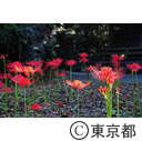 宝蔵院の彼岸花