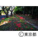 宝蔵院の彼岸花