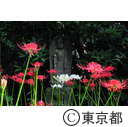 宝蔵院の彼岸花