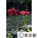 宝蔵院の彼岸花