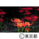 宝蔵院の彼岸花
