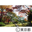 殿ヶ谷戸公園の紅葉
