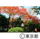 殿ヶ谷戸公園の紅葉