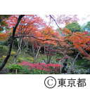 殿ヶ谷戸公園の紅葉