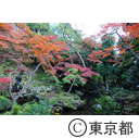 殿ヶ谷戸公園の紅葉
