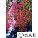 殿ヶ谷戸公園の紅葉