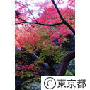 殿ヶ谷戸公園の紅葉