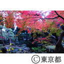 殿ヶ谷戸公園の紅葉