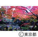 殿ヶ谷戸公園の紅葉