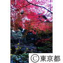 殿ヶ谷戸公園の紅葉