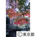 殿ヶ谷戸公園の紅葉