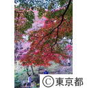 殿ヶ谷戸公園の紅葉