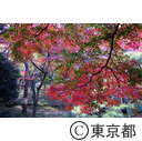 殿ヶ谷戸公園の紅葉
