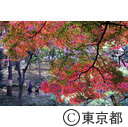 殿ヶ谷戸公園の紅葉