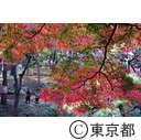 殿ヶ谷戸公園の紅葉